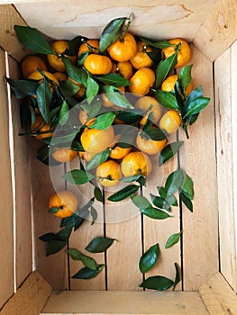 Juicy tangerines with green leaves in a wooden box