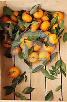 Juicy tangerines with green leaves in a wooden box