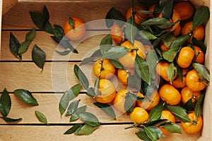 Juicy tangerines with green leaves in a wooden box