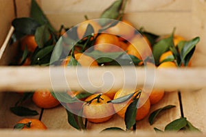 Juicy tangerines with green leaves in a wooden box