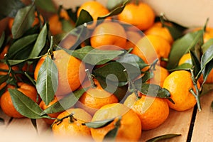 Juicy tangerines with green leaves in a wooden box