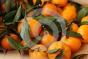 Juicy tangerines with green leaves in a wooden box