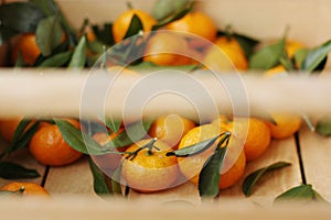 Juicy tangerines with green leaves in a wooden box