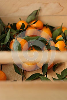 Juicy tangerines with green leaves in a wooden box