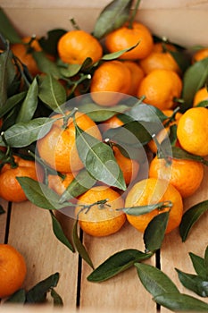 Juicy tangerines with green leaves in a wooden box