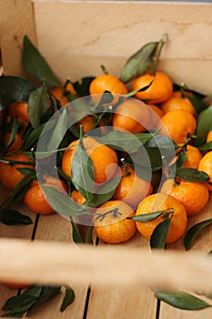 Juicy tangerines with green leaves in a wooden box