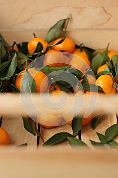 Juicy tangerines with green leaves in a wooden box