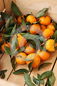 Juicy tangerines with green leaves in a wooden box