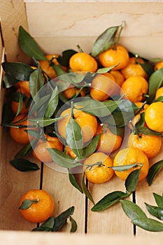 Juicy tangerines with green leaves in a wooden box