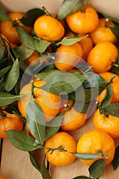 Juicy tangerines with green leaves in a wooden box