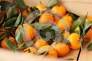 Juicy tangerines with green leaves in a wooden box