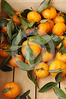 Juicy tangerines with green leaves in a wooden box