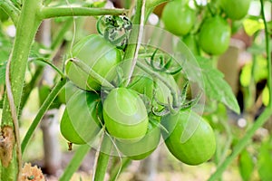 Juicy tomatoes on a branch lie on a tree