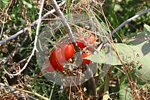 Juicy tomatoes ripen on bushes in a city park