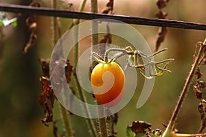 Juicy tomatoes ripen on bushes in a city park