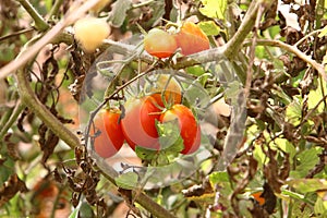 Juicy tomatoes ripen on bushes in a city park