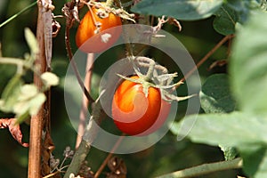 Juicy tomatoes ripen on bushes in a city park