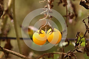 Juicy tomatoes ripen on bushes in a city park