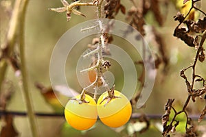 Juicy tomatoes ripen on bushes in a city park