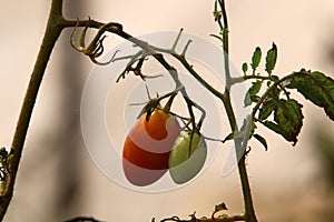 Juicy tomatoes ripen on bushes in a city park