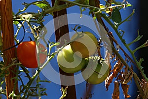 Juicy tomatoes ripen on bushes in a city park