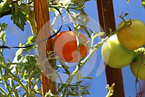 Juicy tomatoes ripen on bushes in a city park