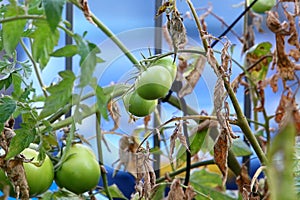 Juicy tomatoes ripen on bushes in a city park