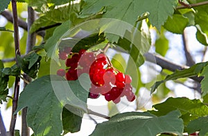 juicy viburnum on a branch grow against the sky, harvest of red viburnum