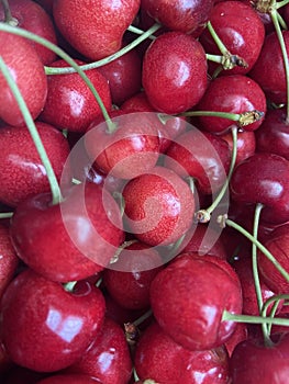 Juicy wet red cherry. Bird-cherry berries fruit background
