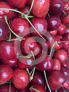 Juicy wet red cherry. Bird-cherry berries fruit background