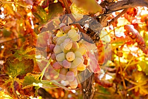 Juicy wine grapes growing in the vineyard at autumn time