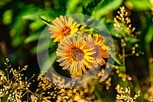 Juicy yellow flower, false sun flower, with blurred background in Gene Leahy Mall