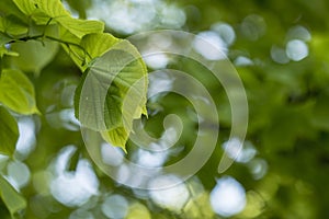 Juicy young leaves of linden Tilia on a blurred green backgrou