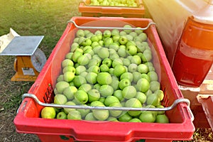 Jujube in basket, fresh green organic fruit for healthy