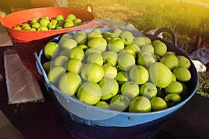 Jujube in basket, fresh green organic fruit for healthy