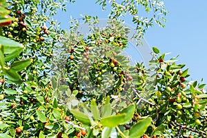 Jujube or ber or berry Ziziphus mauritiana . ripen jujube green fruits in leaves of tree