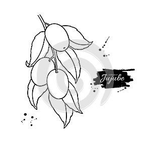 Jujube branch vector drawing. Chinese Date isolated illustration.