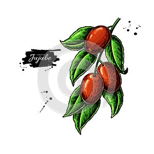 Jujube branch vector drawing. Chinese Date isolated illustration. Hand drawn botanical berries