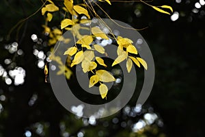 Jujube Chinese date ( Ziziphus jujuba ) Yellow leaves. Rhamnaceae deciduous shrub.