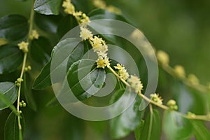 Jujube flowers