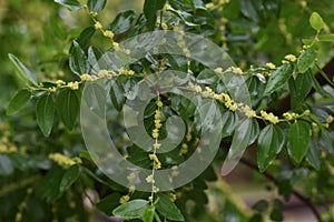 Jujube flowers