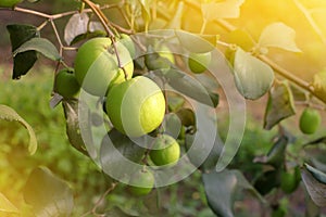 Jujube, fresh green organic fruit for healthy in garden