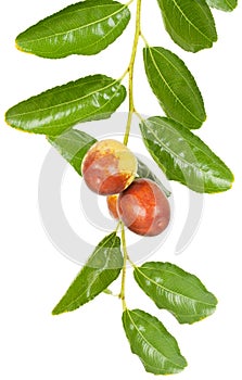 Jujube fruit