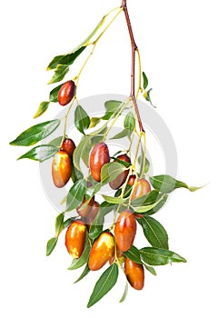 Jujube fruit