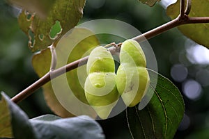 Jujube fruit