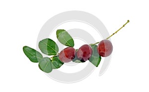 Jujube fruit on branch with leaves