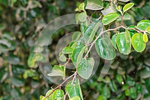 Jujube fruit is hanging on it`s tree with green leaves