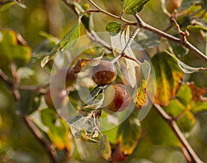 Jujube fruits hanging on a ziziphus mauritiana tree in a daylight in kuwait