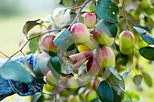 Jujube fruits improve immunity, digestion, brain function, and sleep quality