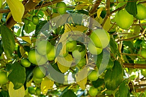 Jujube fruits on trees